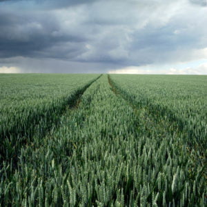 Green Wheat Field print