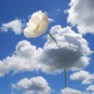 White Poppy in the Clouds print