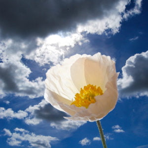 White Poppy in the Clouds print